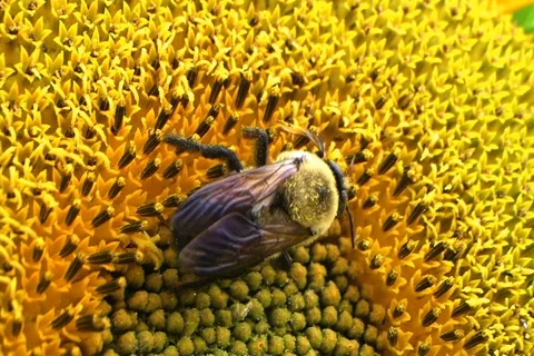 Bumble Bee on Sunflower 動画素材 2726909