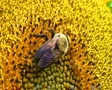 Bumble Bee on Sunflower SD Footage