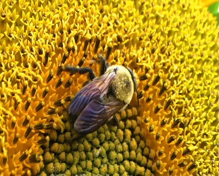 Bumble Bee on Sunflower 動画素材 2819575