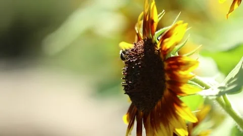 Bumble Bee on Sunflower Stock Footage