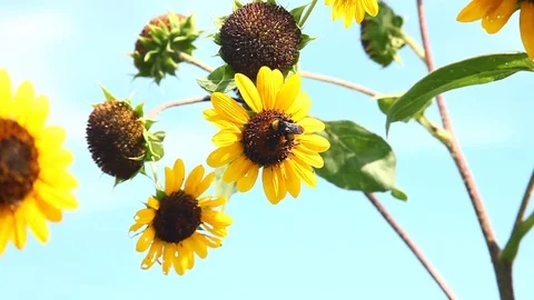 Bumble Bee on sunflower. 動画素材 77651619
