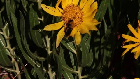 Bumble bee on sunflower Stock Footage 78455001