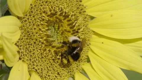 Bumble bee on a sunflower  Stock Footage 281636873