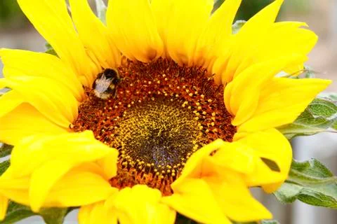 Bumble bee on a sunflower Stock Photos