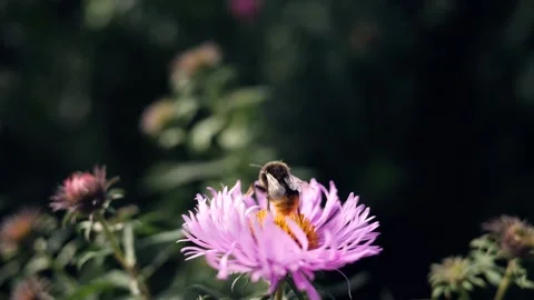 Bumble bee take off from purple flower in summer garden Stock Footage 154155401
