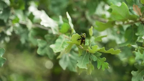 Bumble Bee Taking Flight From a Green Leaf in Slow Motion Video stock 136137161