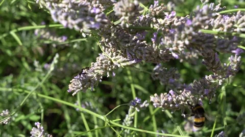 Bumble bee taking nectar from lavender. Stock Footage 342612222