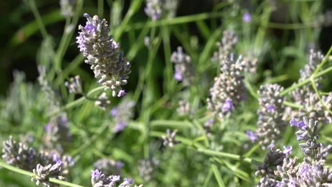 Bumble bee taking nectar from lavender. Stock Footage 342612233