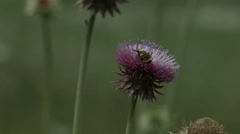 Bumble bee on a thissle flower 2 Stock Footage 41911703