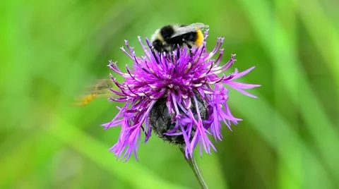 Bumble Bee on thistle flower and hoverfly Video stock 7908758