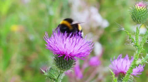 Bumble-bee on thistle flower close-up Stock Footage