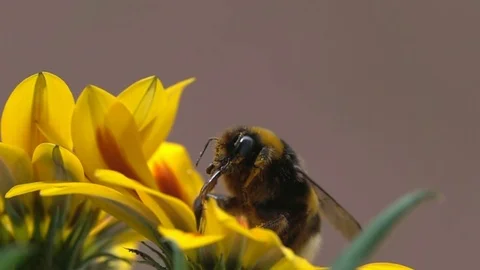 Bumble bee trunk details Stock-Footage 78630401