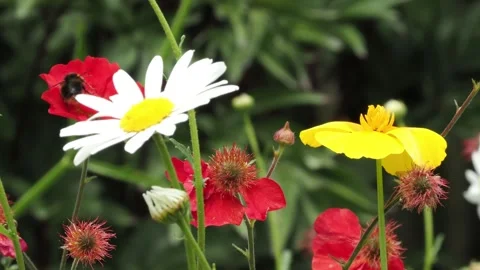 Bumble bee visiting mixed flowers with ox eye daisies, red geum and yellow Stock Footage 339092849