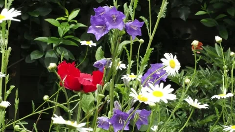 Bumble bee visiting mixed flowers with ox eyes daisy, red poppy and yellow Stock Footage 339093560