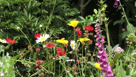 Bumble bee visiting mixed flowers with ox eyes daisy, glum and yellow Vídeos de archivo 339127786