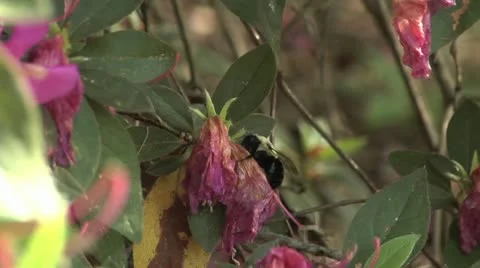 Bumble Bee  walks over dead Azalea flys out Stock Footage 10834575