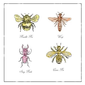 Bumble Bee, Wasp, Stag Beetle and Queen Bee Vintage Collection Stock Illustration