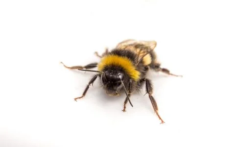 A Bumble Bee on a white background Stock Photos