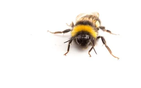 A Bumble Bee on a white background Stock Photos