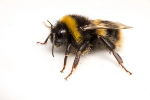 A Bumble Bee on a white background Stock Photos
