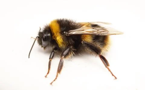 A Bumble Bee on a white background Stock Photos