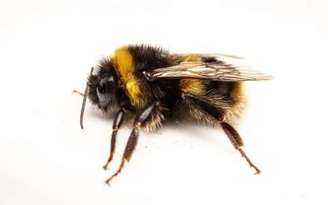 A Bumble Bee on a white background Stock Photos