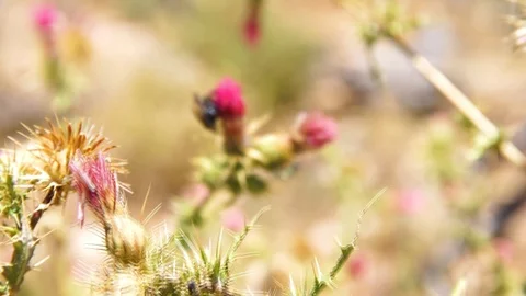 Bumble Bee on a Wild Flower Video stock 124021981