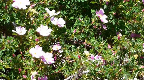 Bumble Bee on Wild Roses Видео 39647330