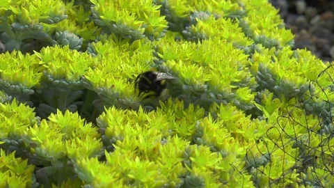 Bumble Bee on yellow alpine Stock Footage 75997382