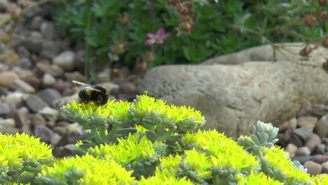Bumble Bee on yellow alpine Stock Footage 75997471
