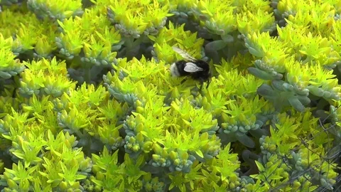 Bumble Bee on yellow alpine Stock Footage 75997557