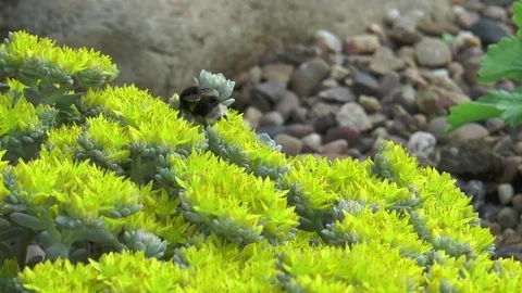 Bumble bee on yellow alpine Stock Footage 76001646