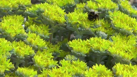 Bumble bee on yellow alpine Stock Footage 76001984