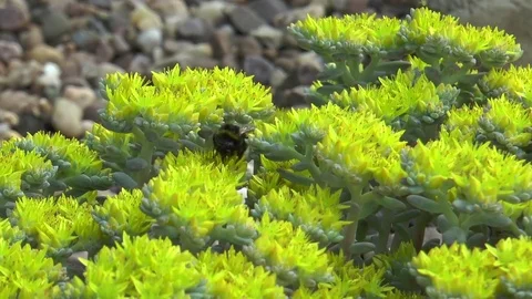 Bumble bee on yellow alpine plant Stock Footage 75998913