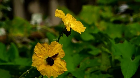 Bumble bee on Yellow Flower _slowmotion _(clip-007-b Stock Footage 149306086