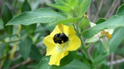 Bumble Bee on a Yellow Flower 库存影片 37560737