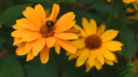 Bumble bee on a yellow flower Stock Footage 54660736