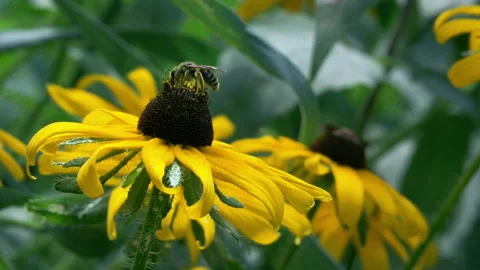 Bumble Bee on Yellow Flower Vídeos de archivo 135257793