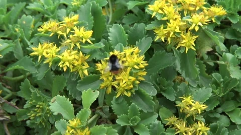 Bumble bee on yellow flowers Stock Footage 51866594