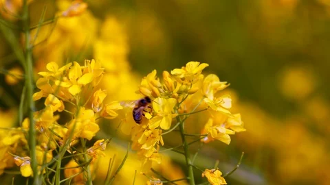 Bumble Bee on yellow flowers pollinating Video stock 113767919