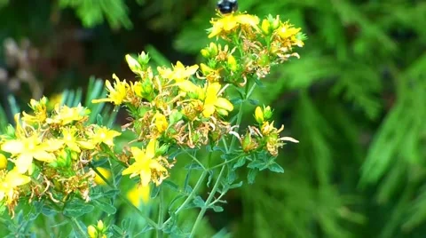 Bumble Bee on a Yellow Wildflower Video stock 40245468