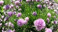 Bumble-Bees 3712 HD Footage