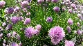 Bumble-Bees & Allium3711 HD Footage