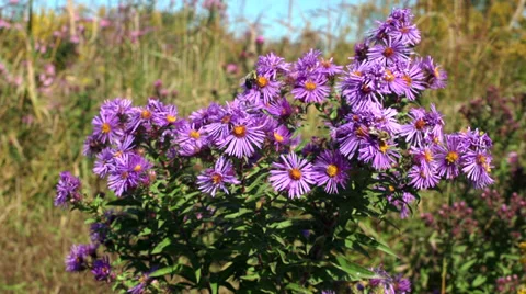 Bumble Bees and Flowers Stock Footage 30461236