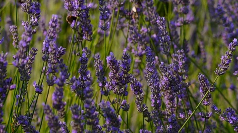 Bumble bees and honey bees feed on lavender plant in summer Stock Footage 106770868