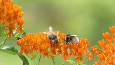 Bumble bees (Bombus) nectaring on flower of Milkweed (Asclepias tuberosa). 動画素材 93708033