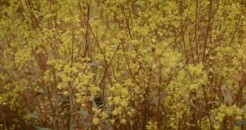 Bumble-bees collect nectar in a field of yellow flowers Stock Footage 131733381