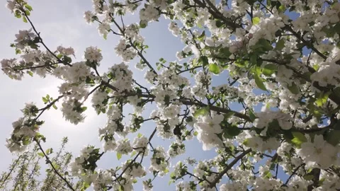 Bumble bees collecting pollen among fresh flowering branches Stock Footage 344810044