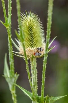 Bumble bees on Dipsacus Stock Photos