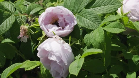 Bumble bees fly and play in the pollen of light pink flowers in a New York c Stock Footage 242342655
